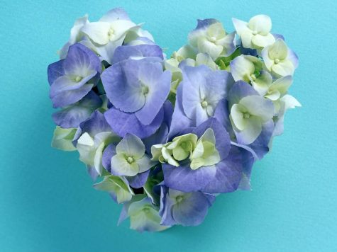 blue rose heart