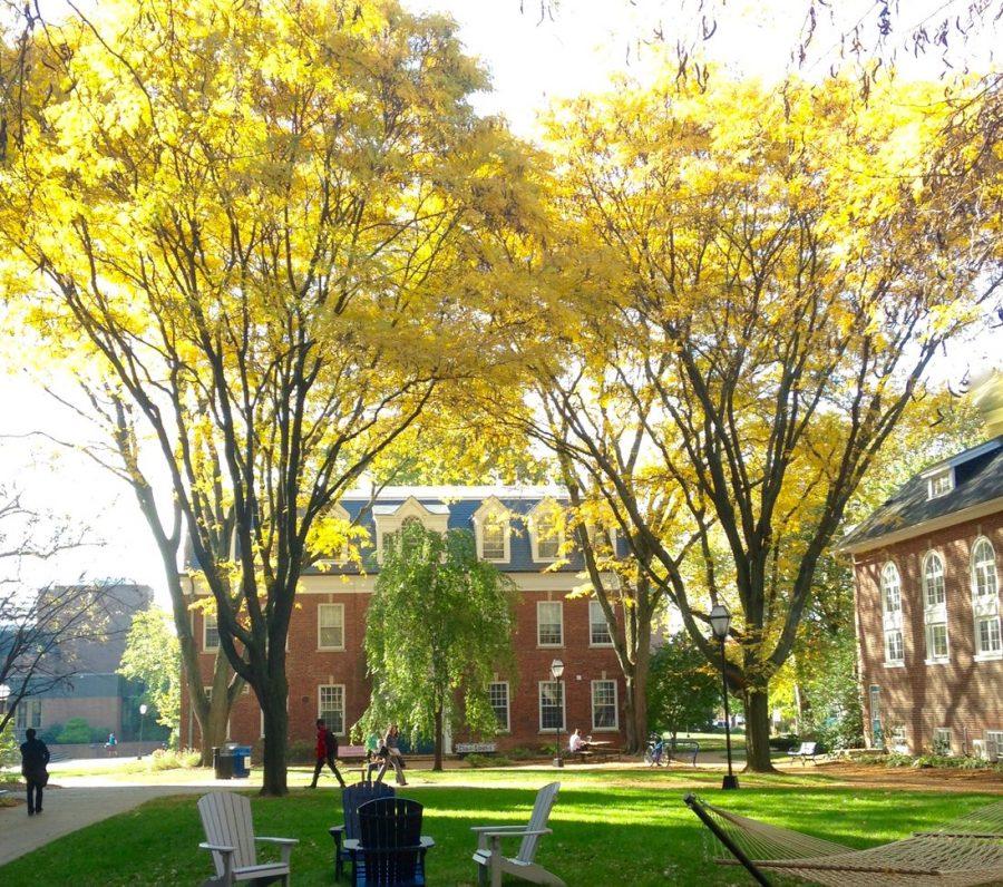 “These honey locusts were planted around the old quad about sixty years ago to add color and give the space a more intimate feel,” says Randy Haffling. Tree I.D. #84-87