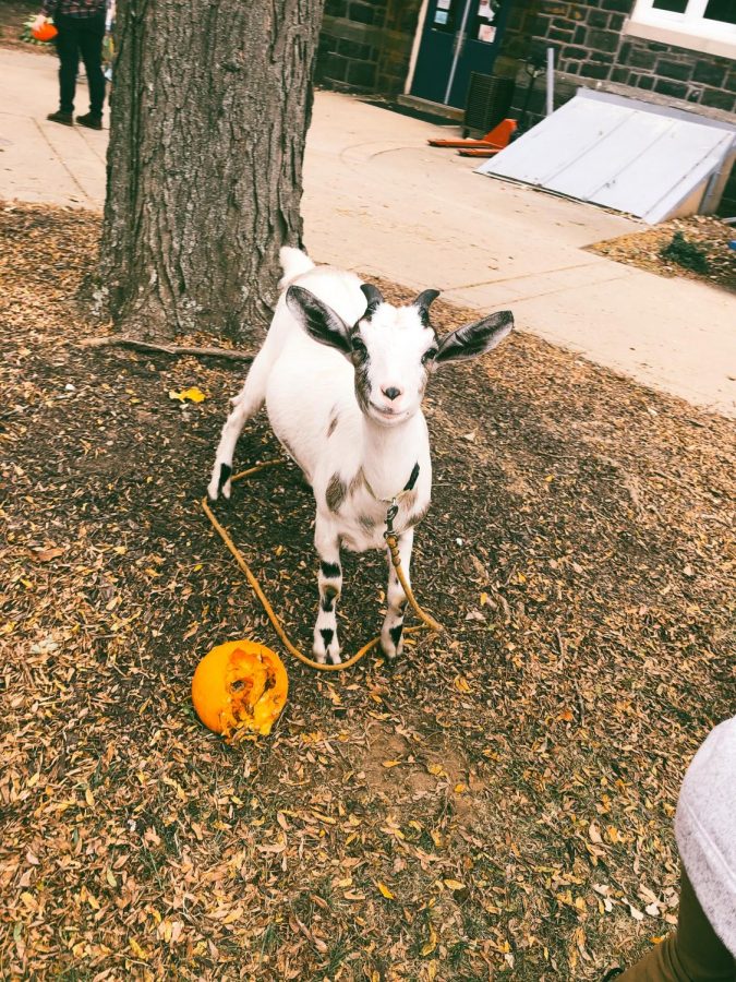 a goat