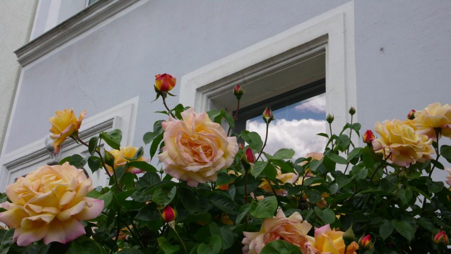”Roses“ by Christopher Bulle, CC BY 2.0