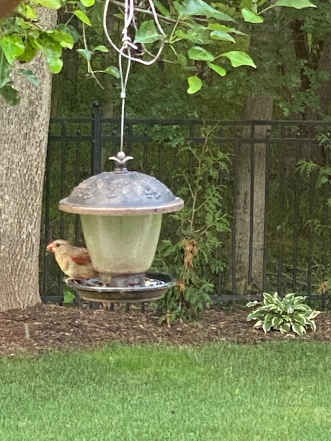 "...however, it also surprisingly provided me with a wonderful opportunity to notice and appreciate an alternative, more beautiful aspect of nature: the web of natural life teeming outside in my backyard."