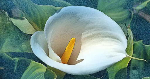 The Easter Lily in remembrance of the fallen of Easter, 1916, courtesy of Ireland Calling