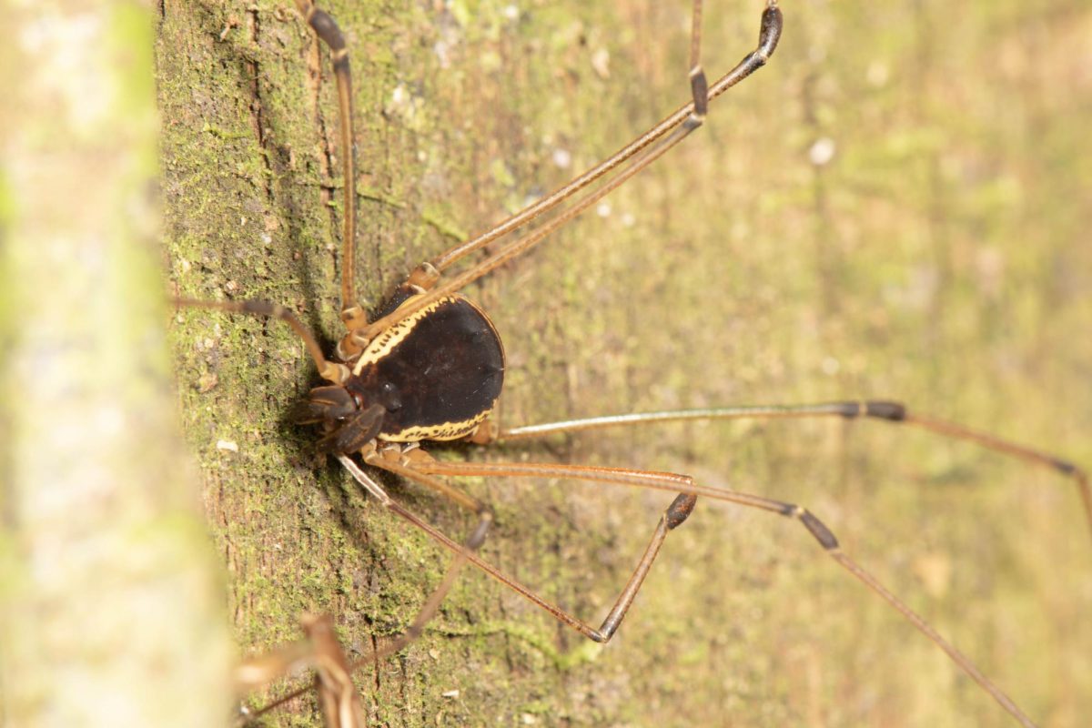 An opiliones, taken courtesy Lyana Cintron