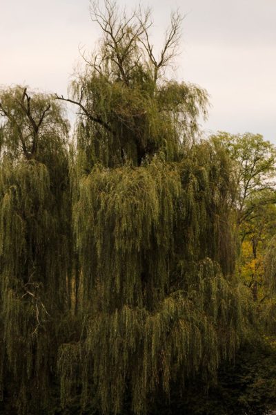 Photo by Liz Kameen; Photo taken at Burnside Plantation.